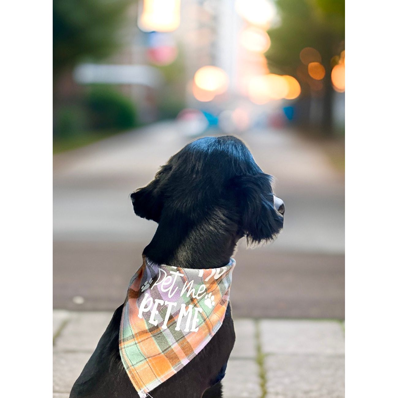 Dog Plaid Bandanna/Scarf "PAW-SITIVELY ADORABLE" Size M